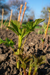 Young shoots of raspberries