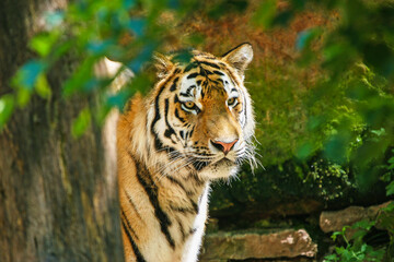 Fototapeta premium Sumatratiger - Tiger