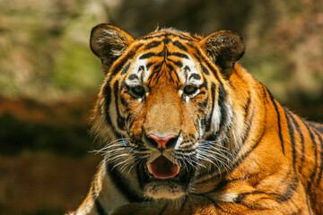 Fototapeta premium Sumatratiger - Tiger