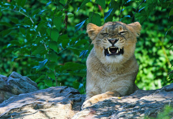 Löwe © Harald Tedesco