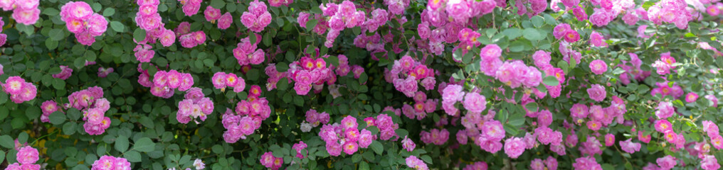 climbing rose image. rambling rose image. the Land of the rose.	