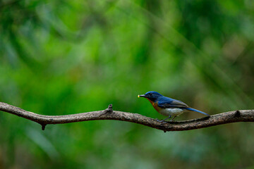 blue bird on a branch