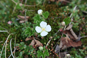 flowers in a swampy area of northern Russia