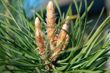 Growing pine branches