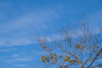 A winter skyline with a dry tree and leaves for background use