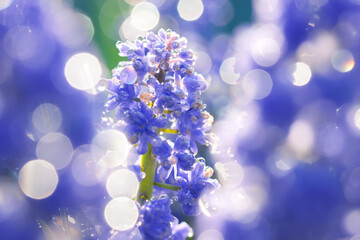spring blue muscari flowers  blooming in flower bed
