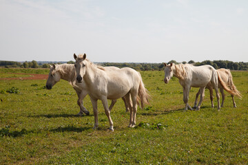 Obraz na płótnie Canvas Horses grazing in the pasture at a horse farm