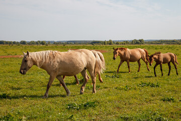 Naklejka na ściany i meble Horses grazing in the pasture at a horse farm