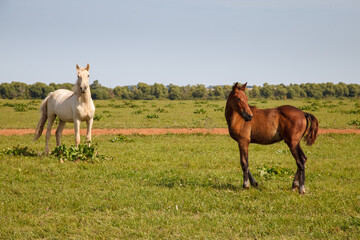 Obraz premium mother horse with foal grazing in the pasture at a horse farm