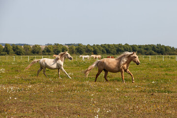 young horses running at a horse farm