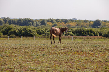 young horse or colt grazing at a horse farm