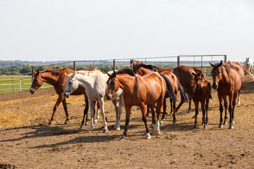 Horses grazing in the pasture at a horse farm