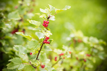Red currant bush with ripe red berries.red currant grows on a bush in the garden, berry, harvest, summer vitamins. Selective focus