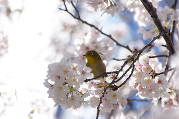 メジロと桜