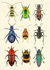 Beetles on paper. Flower longhorn beetle, flower chafer, red palm weevil, blister, carnivorous beetle and jewel beetle (metallic wood-boring beetle) 