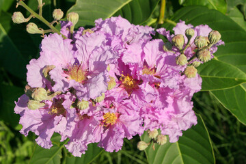 Pink Crepe myrtle - Latin name - Lagerstroemia indica