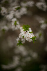 Cherry blossoms in full bloom, shallow depth of field, selective focus. Dreamy,artistic nature scene.