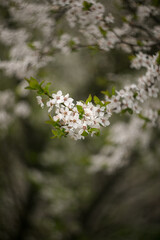 Cherry blossoms in full bloom, shallow depth of field, selective focus. Dreamy,artistic nature scene.