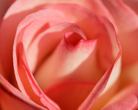'Coretta Scott King' Hybrid Tea Rose in Bloom. San Jose Municipal Rose Garden, San Jose, California, USA..