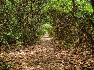 Magical tunnel of trees at the beach © Jaimie Peterson