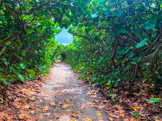 Magical tunnel of trees at the beach © Jaimie Peterson