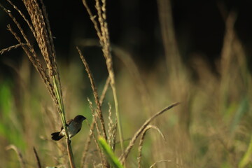 a sparrow resting on a rice stalk