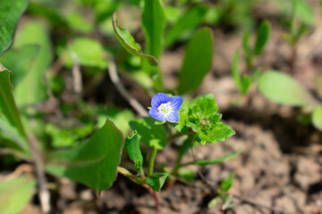 Lovely spring early flower