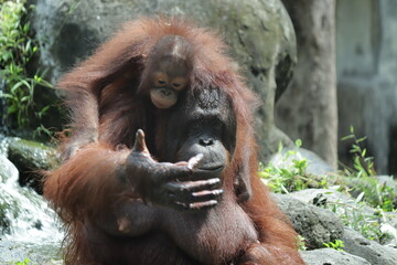 Orangutan holding her cub at Gembira Loka Zoo, Yogyakarta	