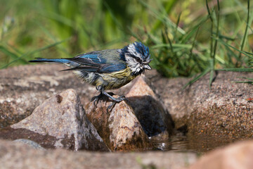 Side view of cute wet blue tit bird seen sitting on a stone looking at the water in a natural looking birdbath