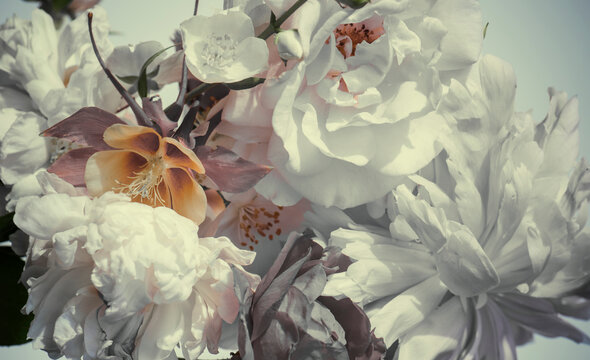 white garden flowers, closeup buds, a bouquet of peonies, roses and aquilegia.