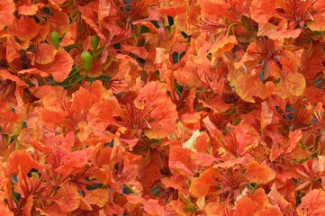 seamless red flowers background