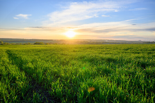 The beautiful sunset on a meadow in rural in springtime. Lush green grass in the foreground and small trees in the distance. The clouds and the sky colored with setting sun rays.