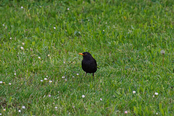 Eine männliche Amsel auf einer grünen Wiese mit kleinen weissen Blüten