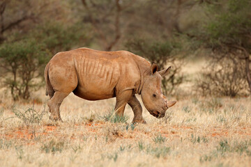 A young white rhinoceros (Ceratotherium simum) calf in natural habitat, South Africa.