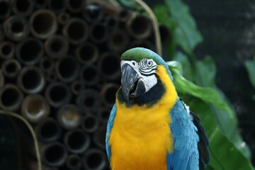 close up photo of macaw bird