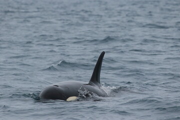 Fototapeta premium 【北海道】知床の海に回遊する野生のシャチ（北海道羅臼沖）