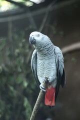 Obraz premium foto close up african grey parrot