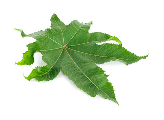 castor leaves on white background