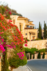 Fototapeta na wymiar Red bougainvillea flowers in the village of Pissouri on the island of Cyprus