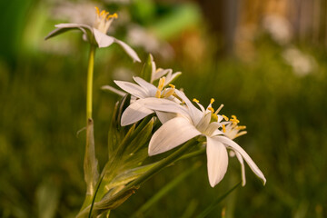 Fototapeta premium Dolden-Michstern 1