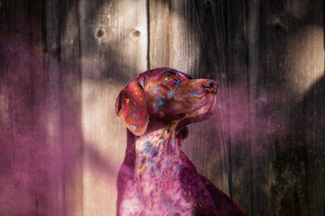 Hund in Holi Pulver Wolke 