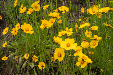 Obraz premium Yellow Coreopsis lanceolata (Garden coreopsis, Lance-leaved Tickseed) flowers on a rainy day.