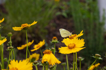 Yellow Coreopsis lanceolata (Garden coreopsis, Lance-leaved Tickseed) flowers and common cabbage (cabbage, cabbage white) butterfly.