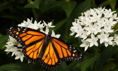 Monarch Butterfly on White Flower