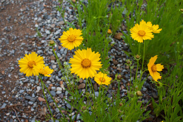 Fototapeta premium Yellow Coreopsis lanceolata (Garden coreopsis, Lance-leaved Tickseed) flowers on a rainy day.