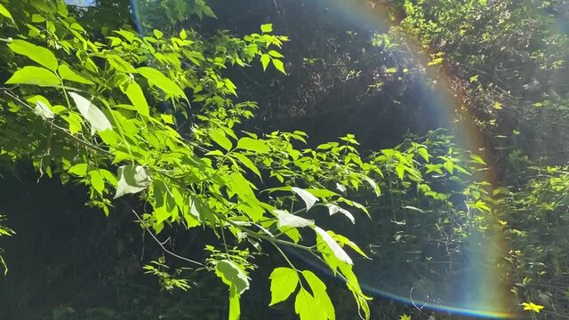 Fresh green leaves foliage on branches of ash-shaped maple tree swaying in breeze in summer deciduous forest in rays of summer rainbow.  Acer Negundo tree.