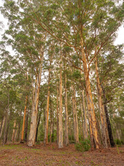 Fototapeta premium The edge of the indigenous forest at Donnelly River Village in Western Australia.