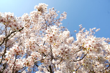 Fototapeta premium cherry blossom, bute park, cardiff, Wales, UK