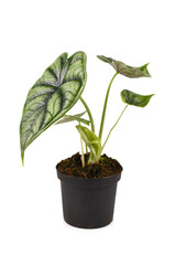 Exotic  'Alocasia Baginda Dragon Scale' houseplant in flower pot isolated on white background