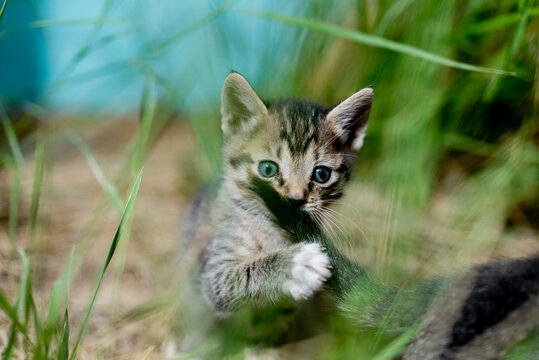 Playful Kitten Pouncing With Other Kittens Outside